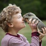 guinea-pig-6379460_1280