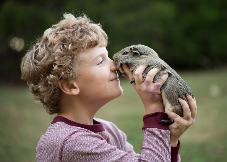 guinea-pig-6379460_1280