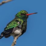 hummingbird-7745078_1280
