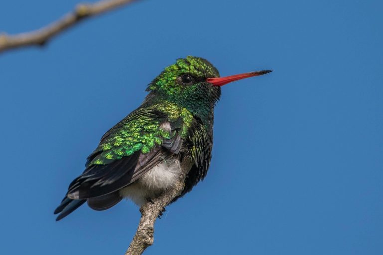 hummingbird-7745078_1280