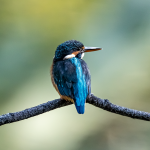 Bird beak trimming guide