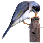 Dealing with a noisy bird