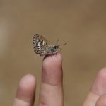 Aquascaping tips for beginners