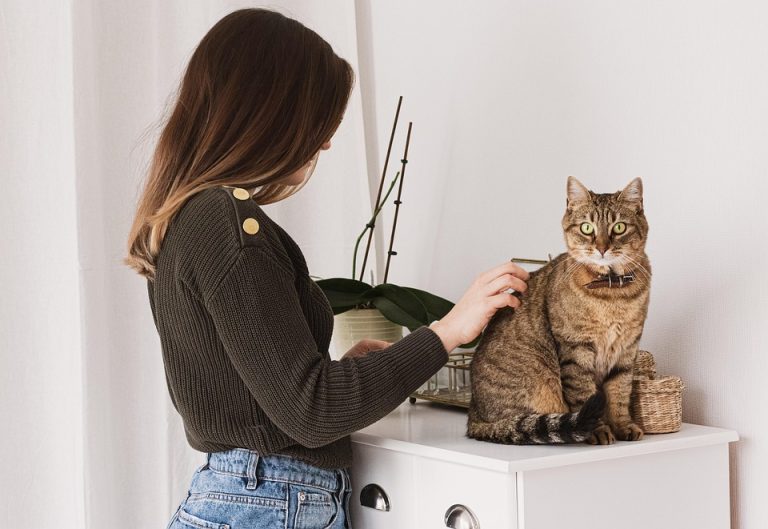 Cat grooming basics