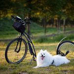 Daily exercise needs for dogs