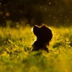 Puppy vaccination schedule