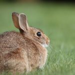 Rabbit grooming tips