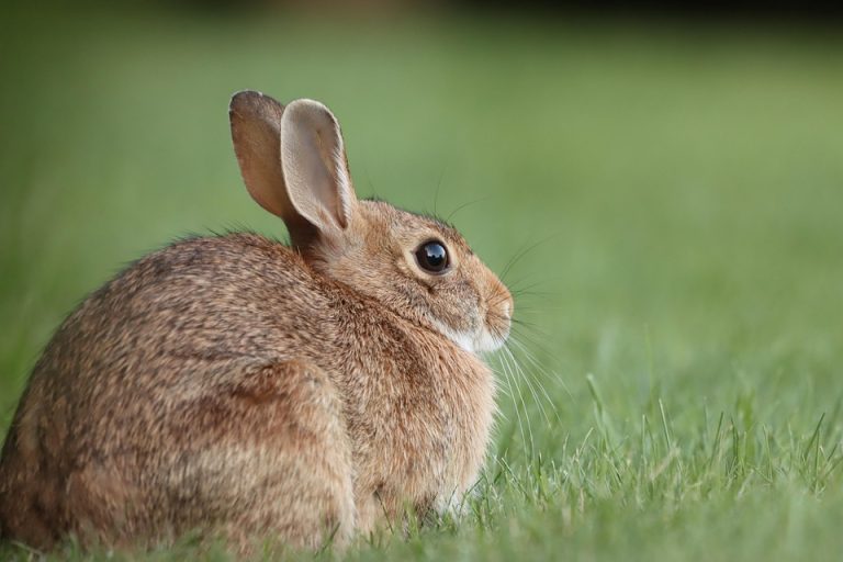 Rabbit grooming tips