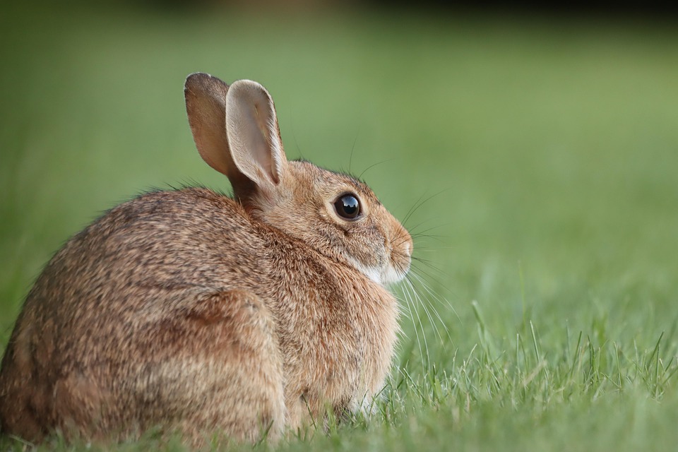 Rabbit grooming tips