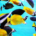 Tropical fish care guide