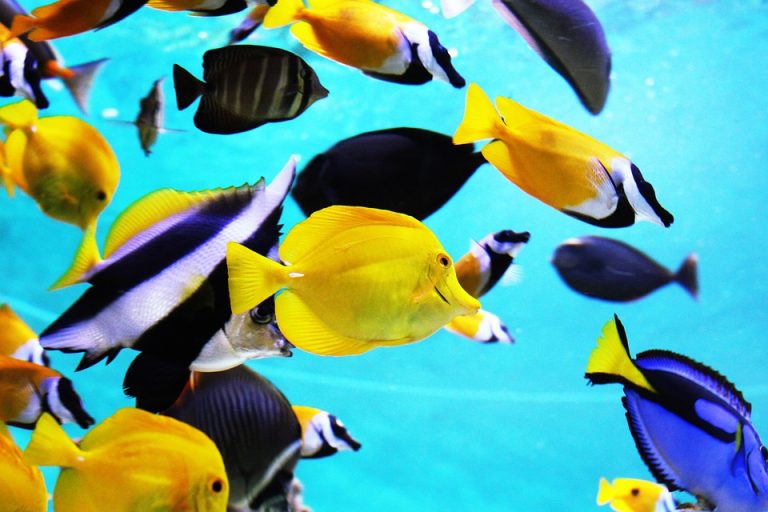 Tropical fish care guide