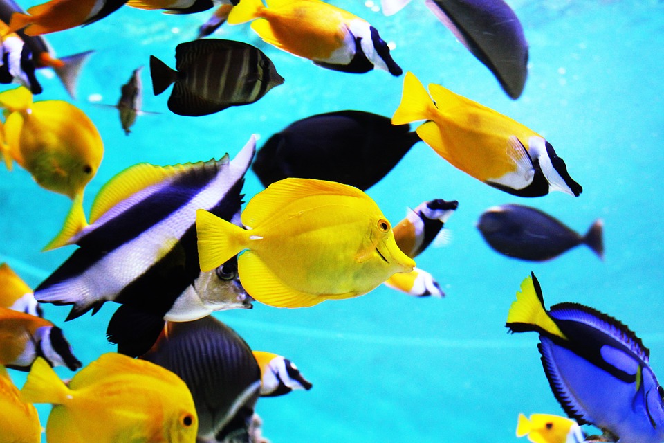 Tropical fish care guide