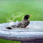 Bird bathing tips