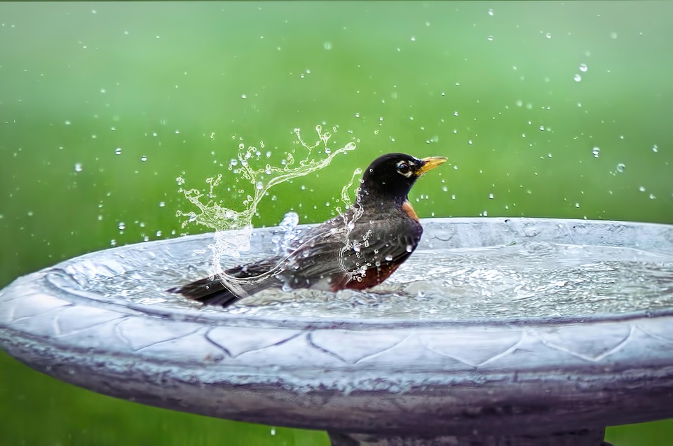 Bird bathing tips