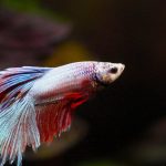 Freshwater vs saltwater fish
