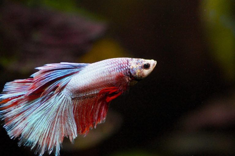 Freshwater vs saltwater fish
