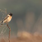 Common bird illnesses