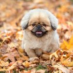 Signs of illness in dogs