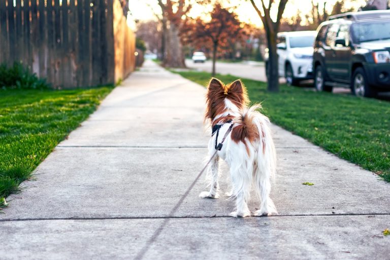 How to leash train a dog