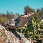 Reptile heating and lighting