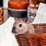 Handling hamsters safely