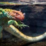 Handling pet reptiles safely