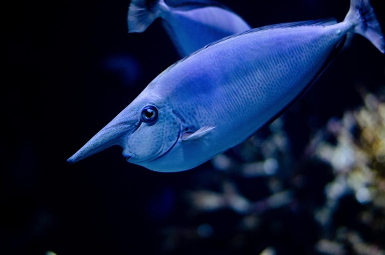 Choosing aquarium lighting