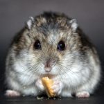 Hamster cage setup