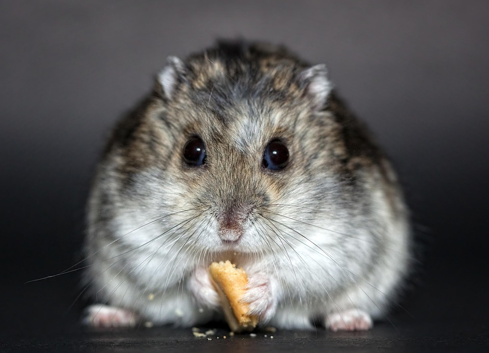 Hamster cage setup