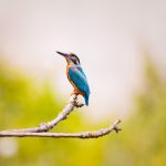 Choosing bird perches