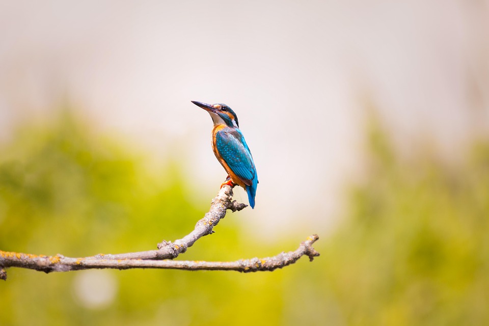 Choosing bird perches