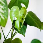 Bird-safe houseplants