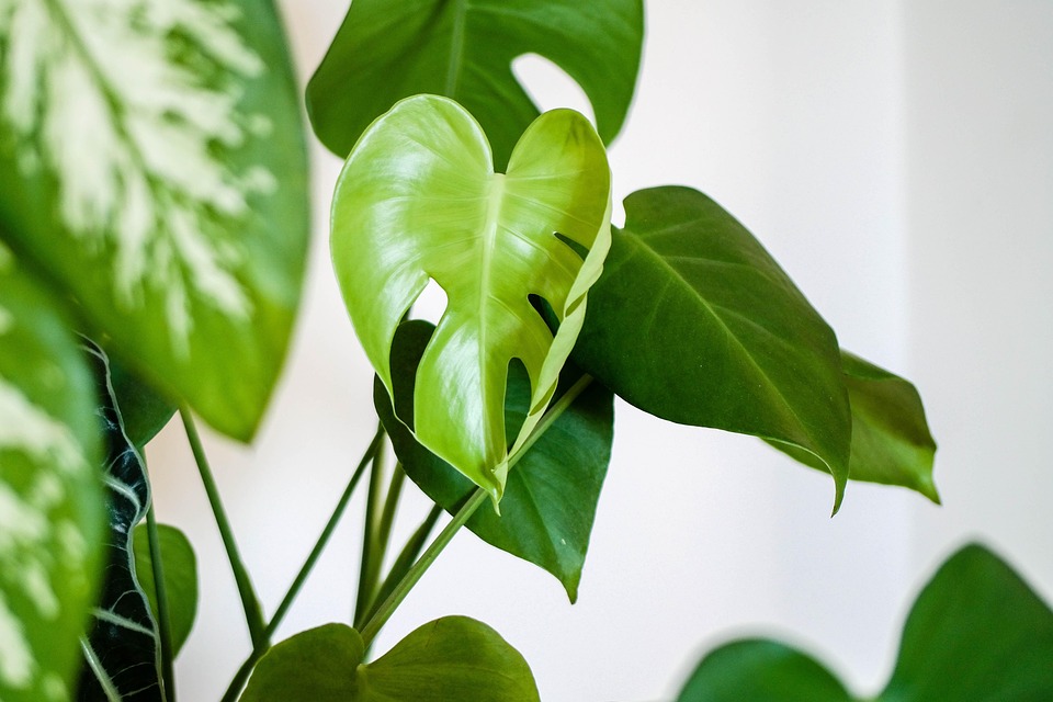 Bird-safe houseplants