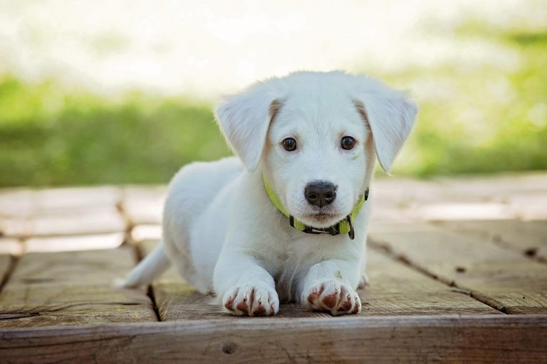 Dog socialization techniques