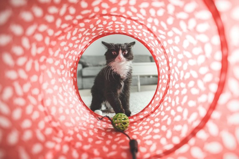 Best cat toys for indoor cats