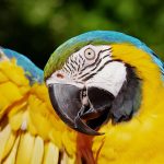 Parrot grooming tips