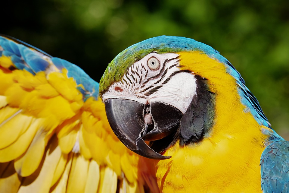 Parrot grooming tips