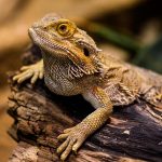 Bearded dragon care tips