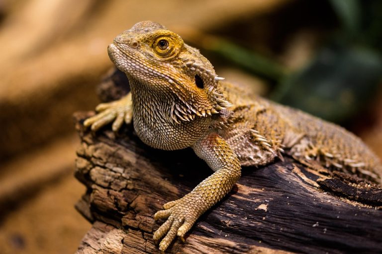 Bearded dragon care tips