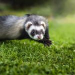 Ferret diet guide