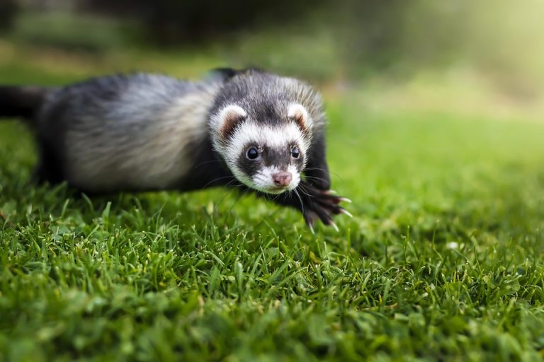 Ferret diet guide