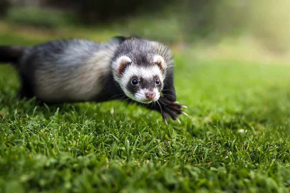 Ferret diet guide