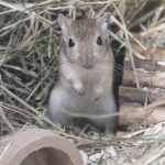 Caring for gerbils