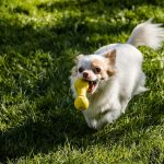 Small pet toys guide