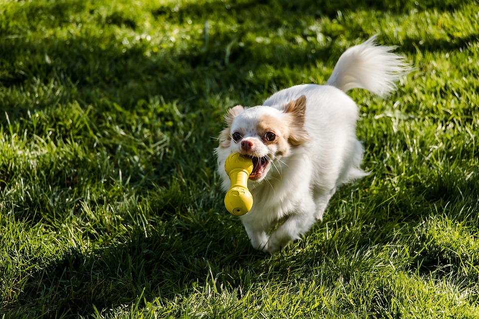 Small pet toys guide