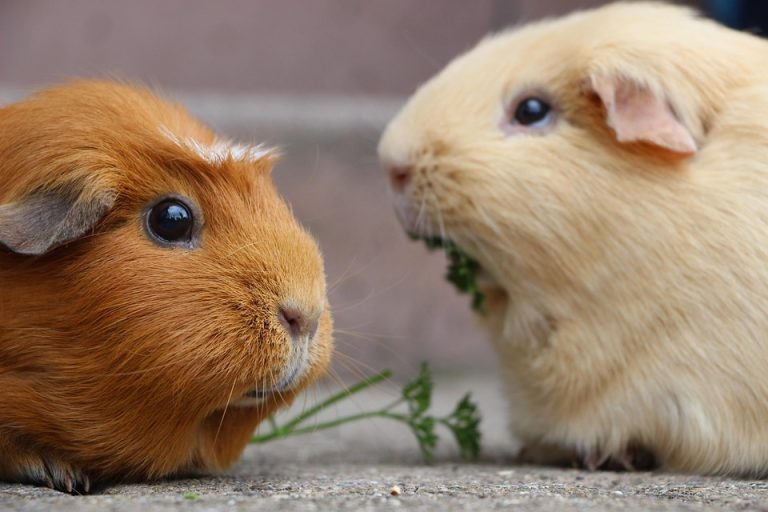 Guinea pig diet essentials