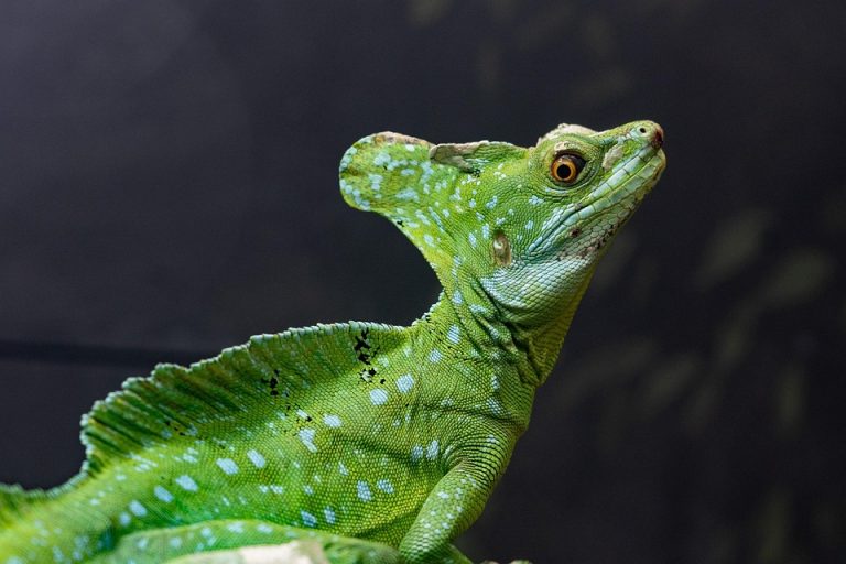 Reptile terrarium setup guide