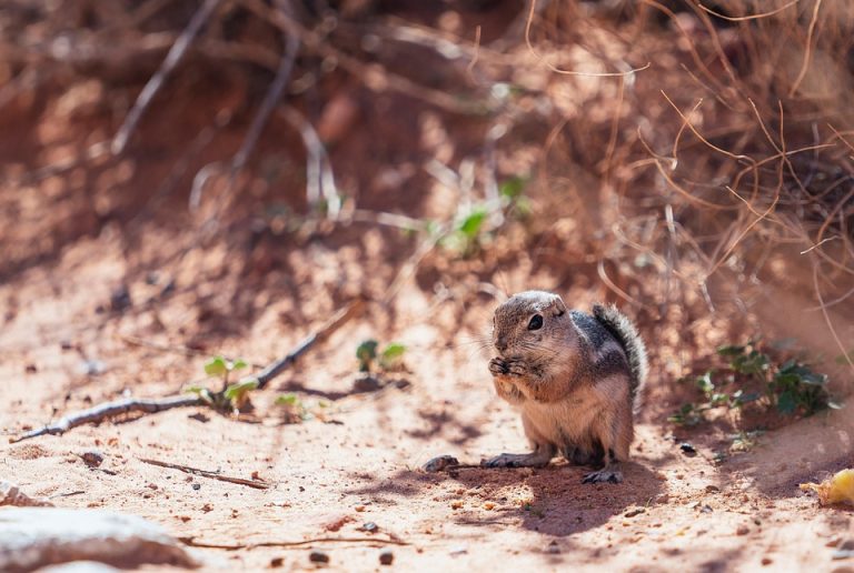 Chewing behavior in rodents