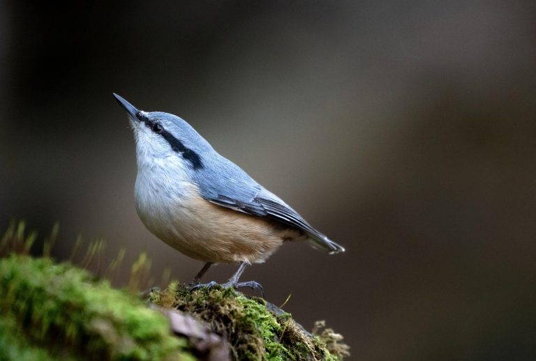 bird-7653386_1280