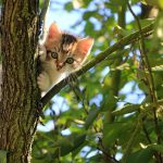 cat-1647775_1280 (1)